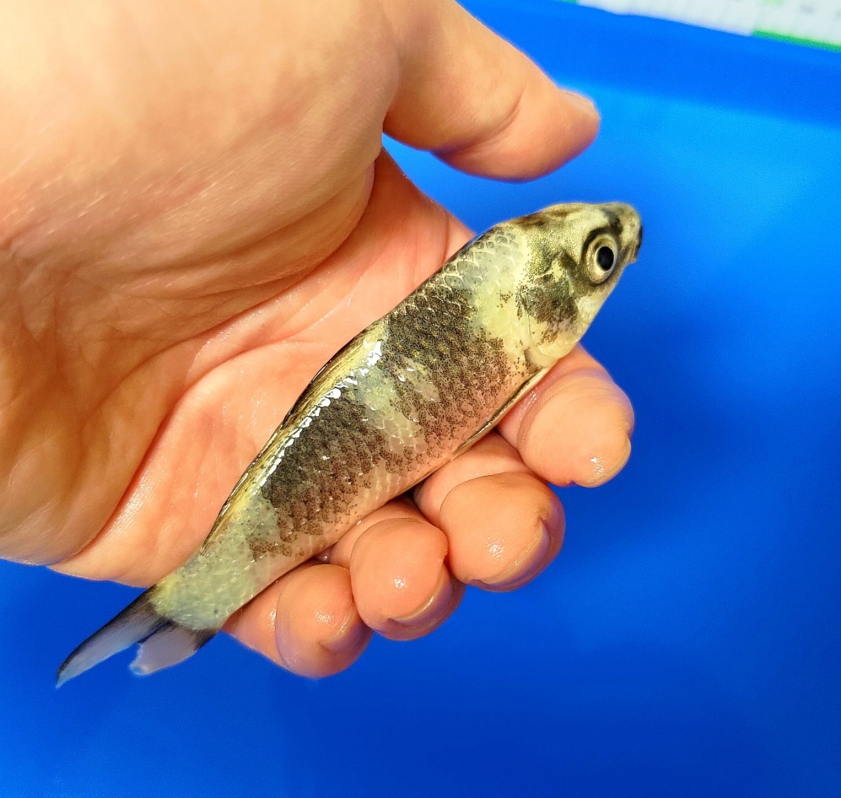 【稀少鯉】GW明けセール!! 宮寅養鯉場産 銀白 錦鯉 明け2歳 約14cm 同梱可(同梱条件有)_画像2