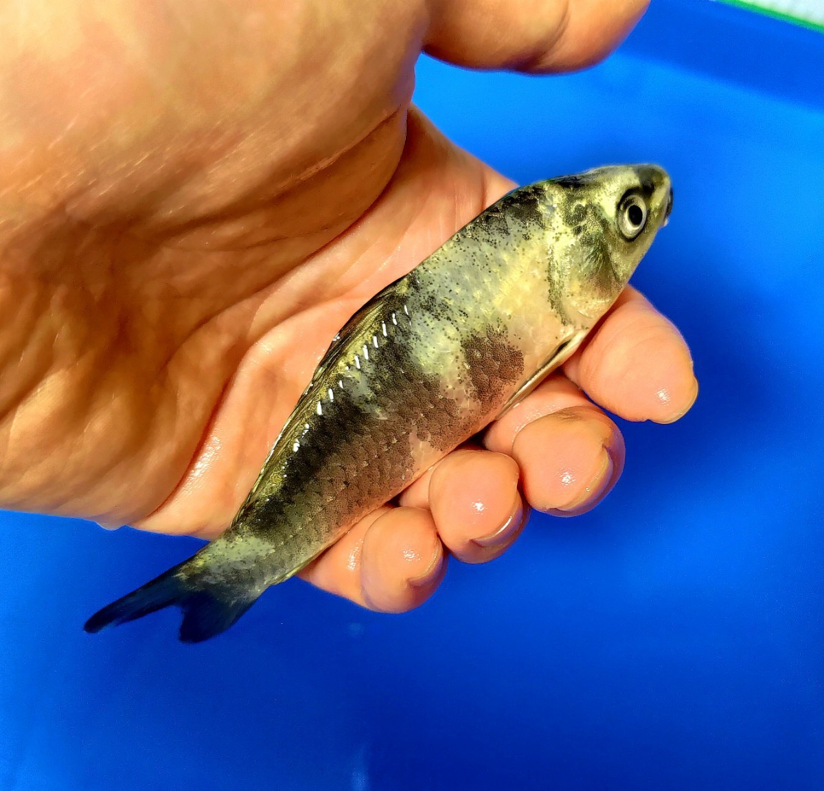 [ rare common carp ]... common carp place production silver white colored carp opening 2 -years old approximately 15cm including in a package possible ( including in a package conditions have ) number out 