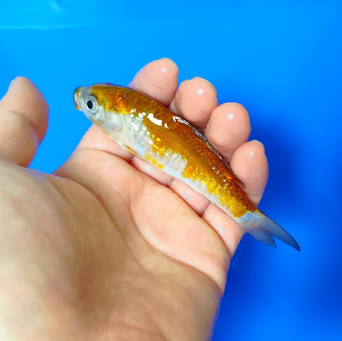 [ rare common carp ] rare mountain -ply . common carp place production Germany .. leaf ... colored carp opening 2 -years old approximately 13cm including in a package possible ( including in a package conditions have )