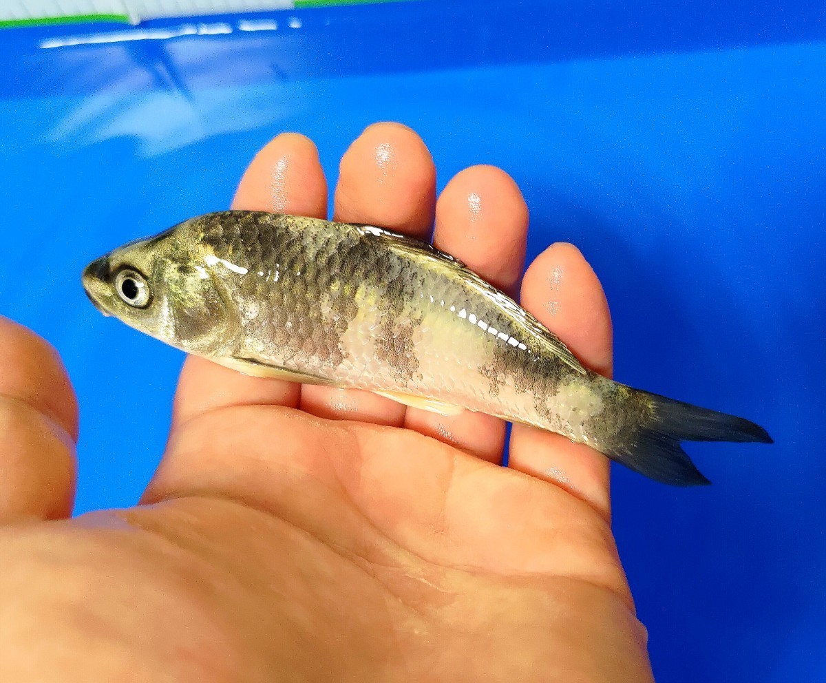 [ rare common carp ]... common carp place production silver white colored carp opening 2 -years old approximately 15cm including in a package possible ( including in a package conditions have ) number out 