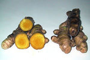  raw spring turmeric approximately 500g unusual commodity. Okinawa * Ishigakijima ..