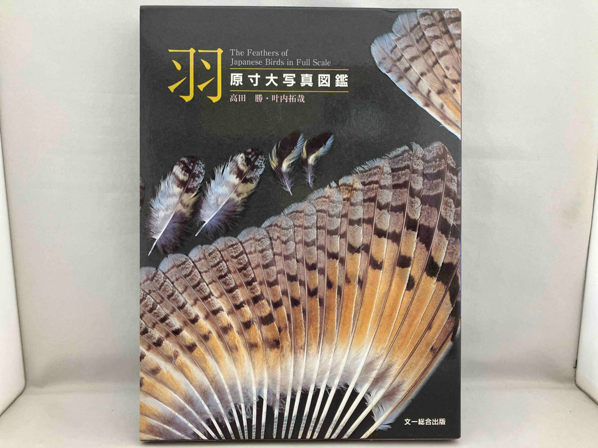 New Entomologist(信州昆虫学会) 昆虫・蝶・蛾・甲虫 New Entomologist(信州昆虫学会) 昆虫・蝶・蛾・甲虫