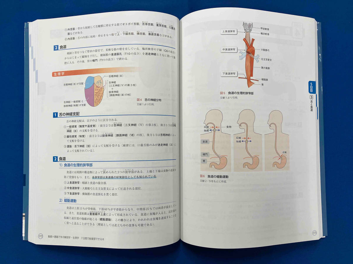 解剖学・生理学 7日間で総復習できる本 町田志樹_画像8