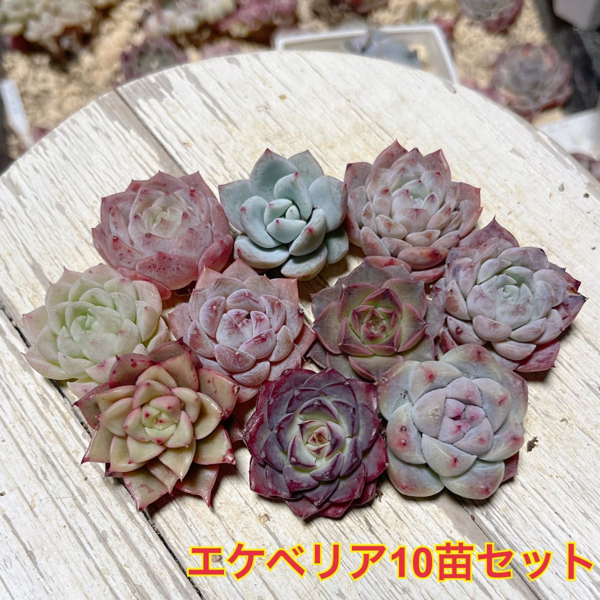 エケベリア 10苗セット 多肉植物|Yahoo!フリマ(旧PayPayフリマ) エケベリア 10苗セット 多肉植物|Yahoo!フリマ(旧PayPayフリマ)