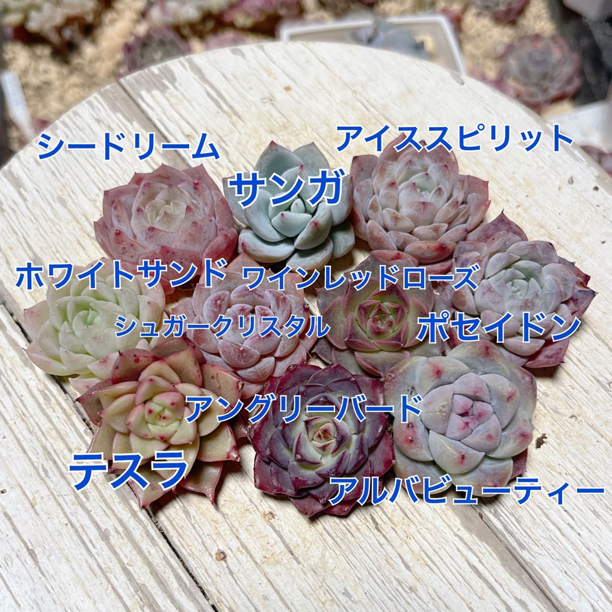 エケベリア 10苗セット 多肉植物|Yahoo!フリマ(旧PayPayフリマ) エケベリア 10苗セット 多肉植物|Yahoo!フリマ(旧PayPayフリマ)