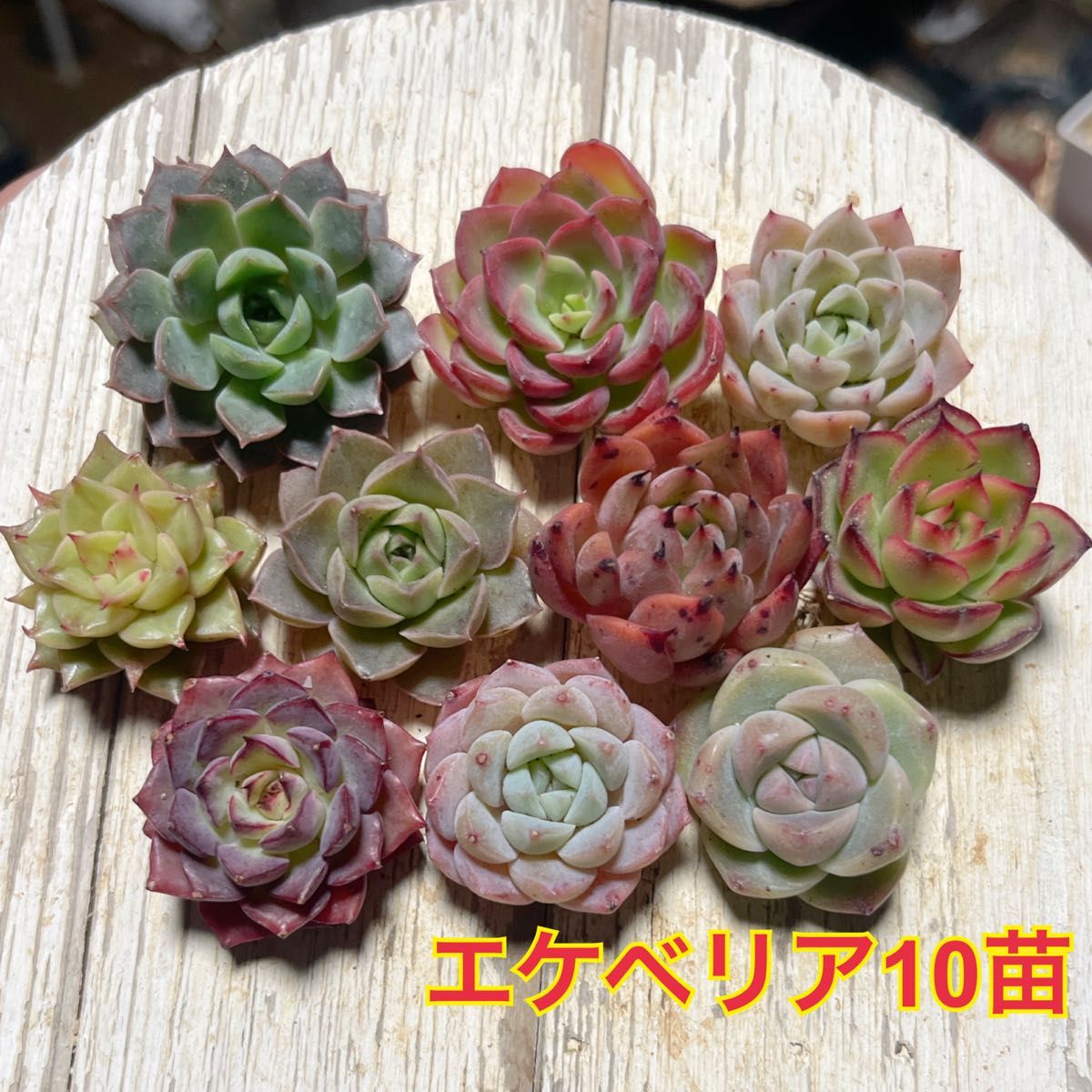 エケベリア 10苗セット 多肉植物|Yahoo!フリマ(旧PayPayフリマ) エケベリア 10苗セット 多肉植物|Yahoo!フリマ(旧PayPayフリマ)