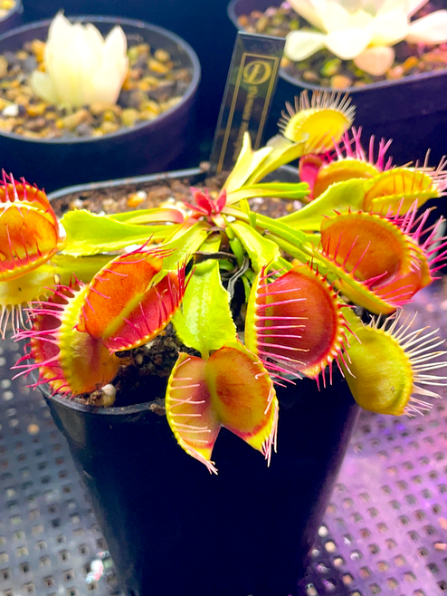 Yahoo!オークション - Dionaea Muscipula Cross teeth 食虫植物
