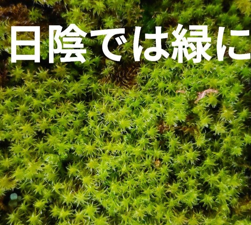 スナゴケ　苔　盆栽　庭植え　苔玉　山苔　テラリウム　コケリウム　苔リウム　鉢植え