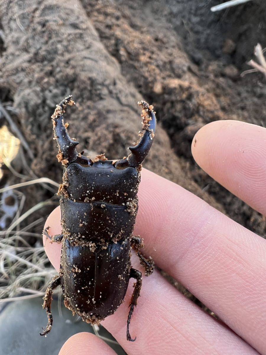 ■群馬県中部産 ヒラタクワガタ WDペア ①_画像5