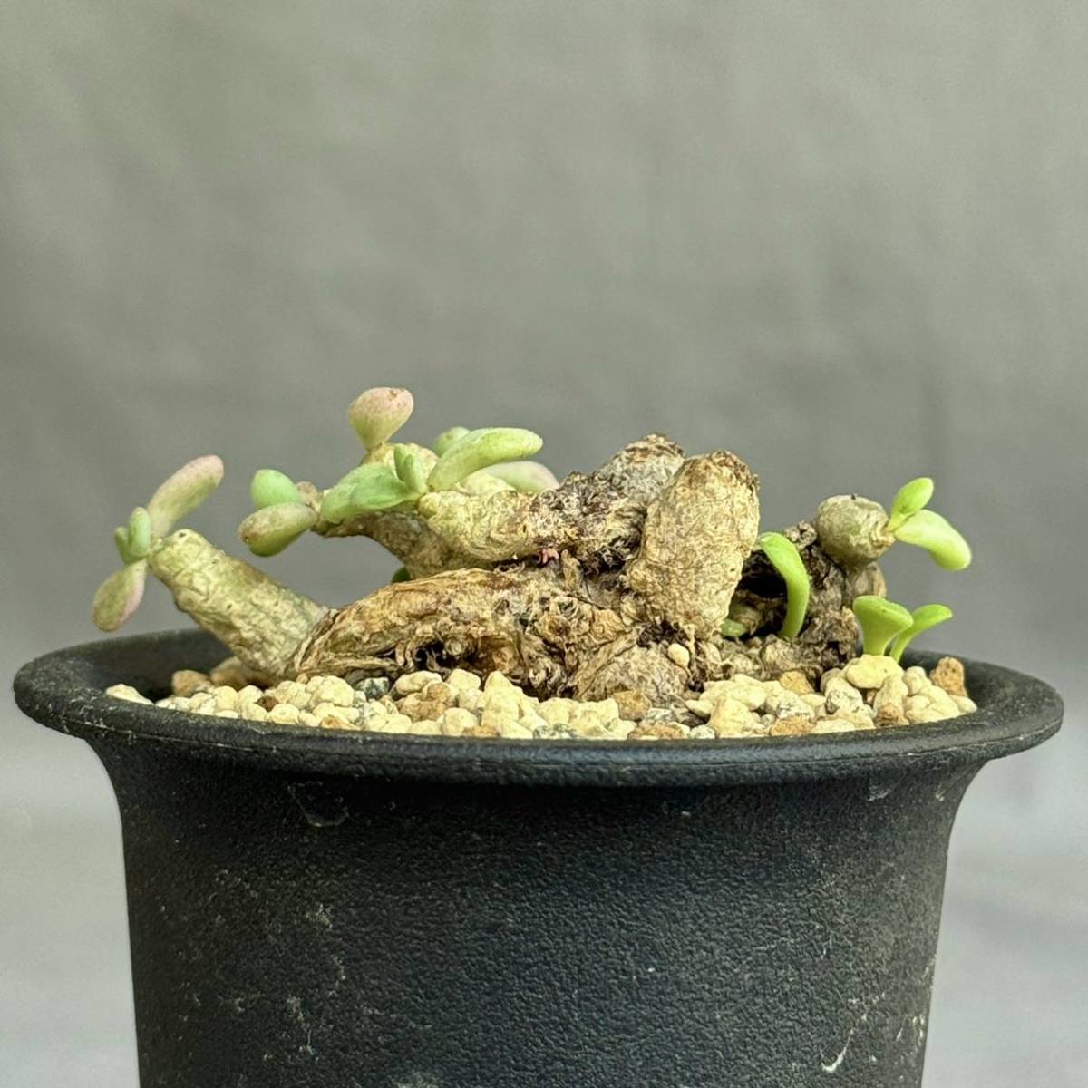 1 Tylecodon decipiens / チレコドン デシピエンス 発根済 [検索] メセン リトープス オフタルモフィルム ブルゲリ グラキリス パキプス_画像2