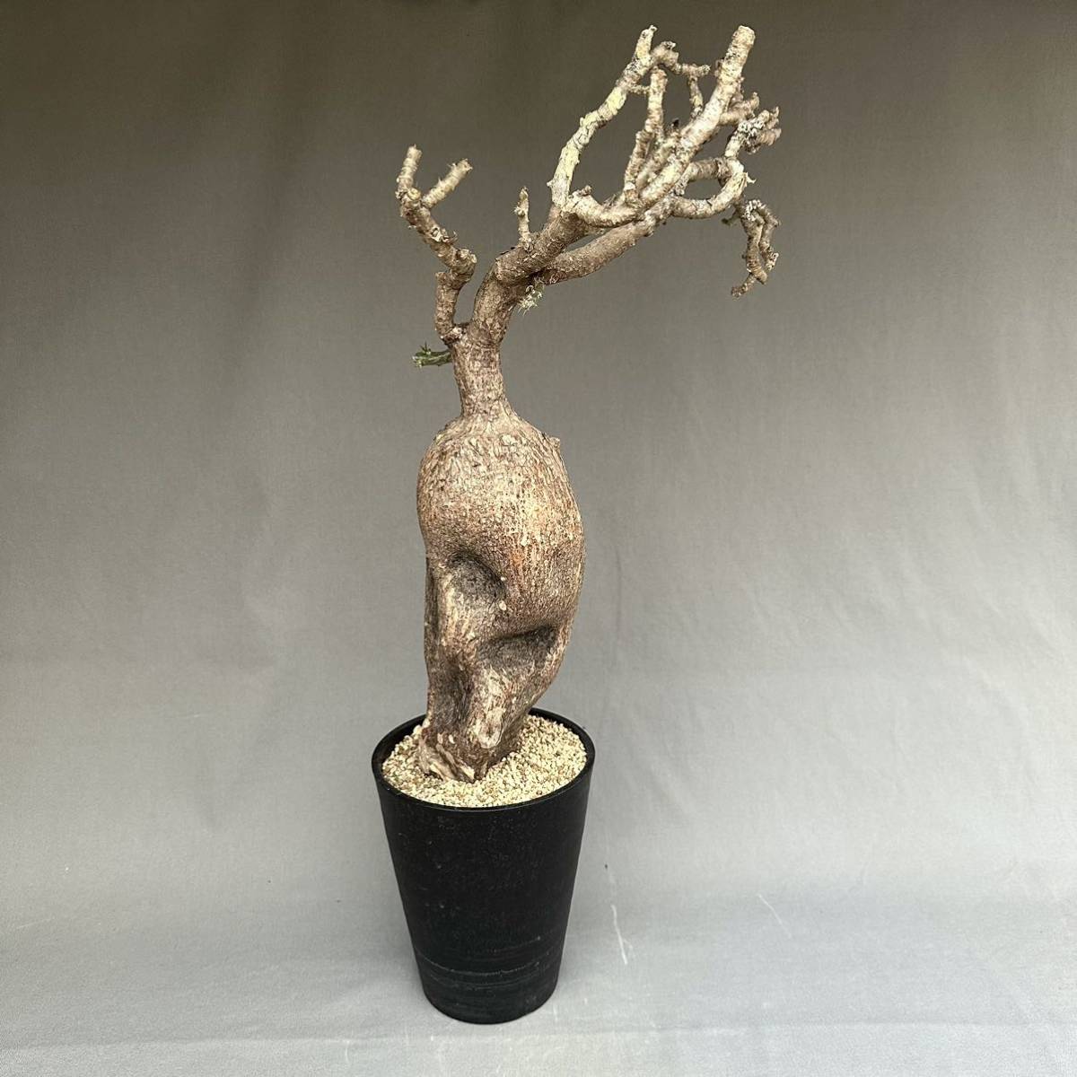 【 特大 】 Pachypodium bispinosum / パキポディウム ビスピノーサム [検] グラキリス オペルクリカリア パキプス トリステ ミラビレ _画像1