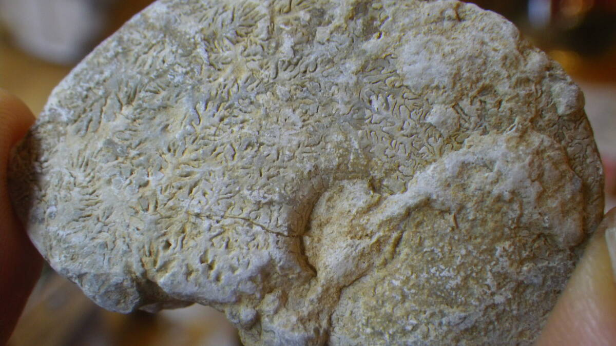フランス産のアンモナイト化石です。 縫合線も 残５の画像1