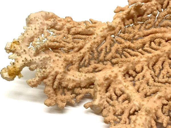 【D100】珊瑚 サンゴ コーラル ピンク系 重さ620g 手渡し可 インテリア 置物 b_画像5