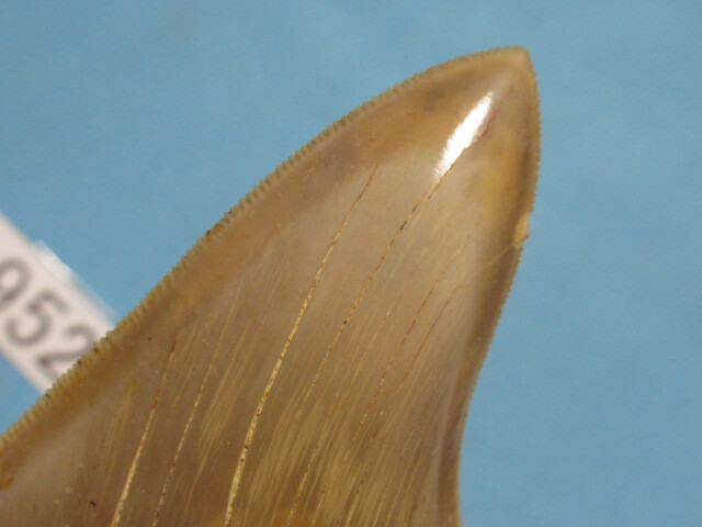 ◆化石 サメの歯◆メガロドン◆インドネシア◆10.4cm◆No.952◆送料無料_画像4
