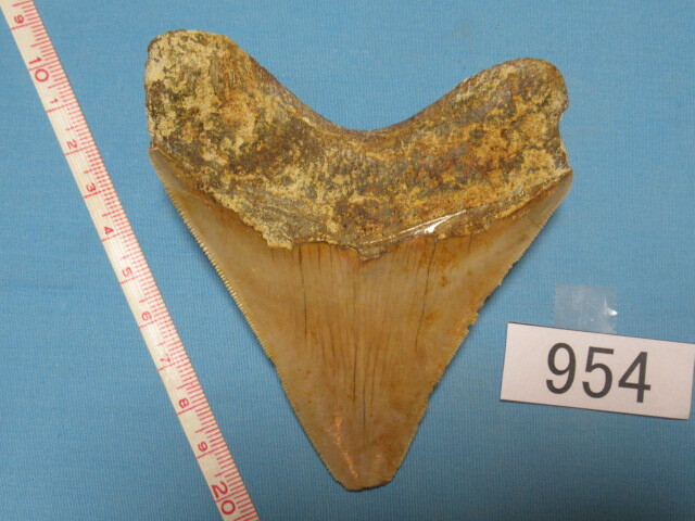 ◆化石 サメの歯◆メガロドン◆インドネシア◆10.1cm◆No.954◆送料無料_画像2