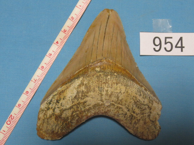 ◆化石 サメの歯◆メガロドン◆インドネシア◆10.1cm◆No.954◆送料無料_画像1