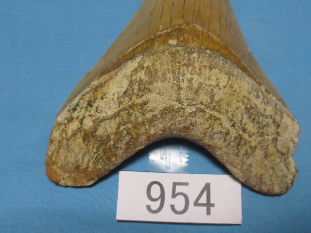 ◆化石 サメの歯◆メガロドン◆インドネシア◆10.1cm◆No.954◆送料無料_画像7