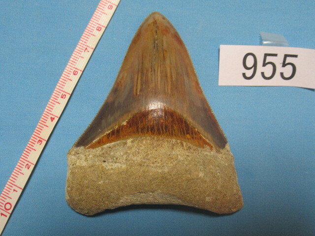◆化石 サメの歯◆メガロドン◆インドネシア◆8.5cm◆No.955◆送料無料_画像1