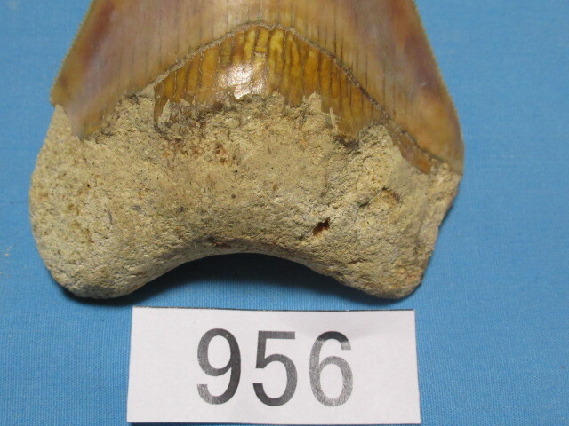 * fossil same. tooth *me Garo Don * Indonesia *9.0cm*No.956* free shipping 