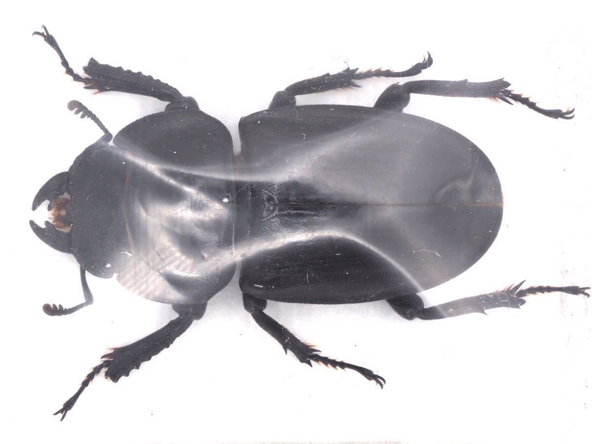 Dorcus titanus sakishimanus サキシマヒラタクワガタ　ペア 標本_画像2