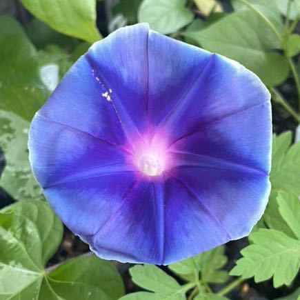 『ブルーサンダー』車絞りの朝顔の種　青　紫　早咲き朝顔　アサガオの種_画像5