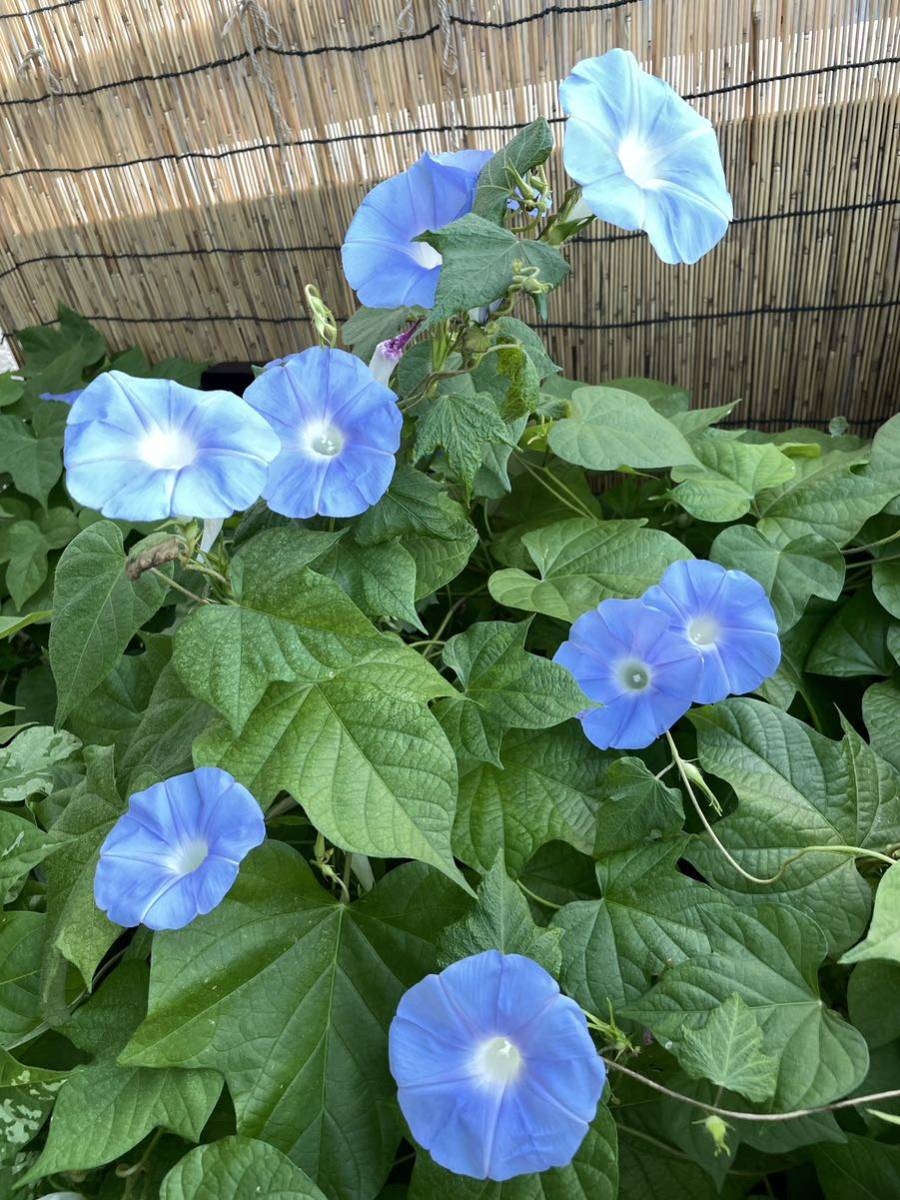 素朴な水色の朝顔の種 アサガオの種 あさがおの種 原種系 スカイブルーの画像1