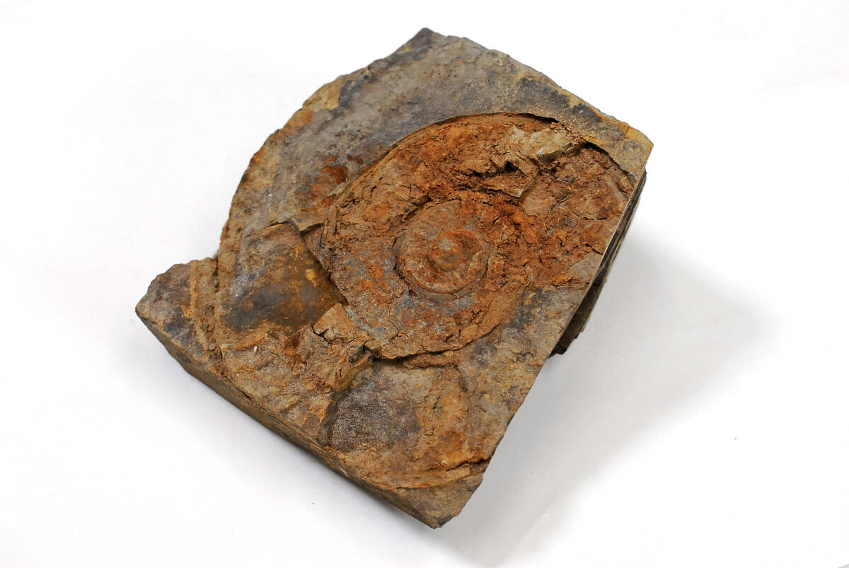 【化石】　シダ化石　など 色々まとめ品　総重量：1.8ｋｇ　●　原石　天然石　231224-64_画像3