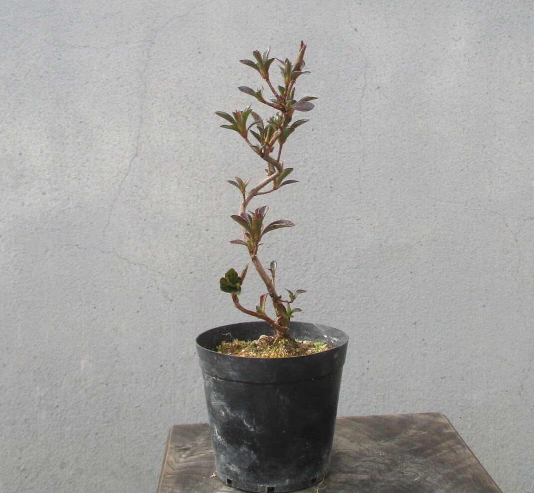 小品　さつき盆栽　　　◆新花　　金環日食◆　　　鉢　　　２.５号_画像9