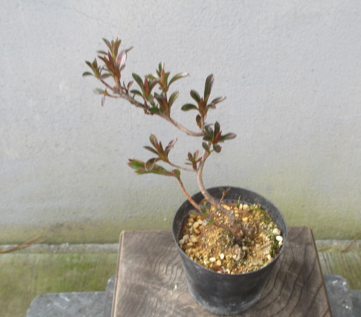 小品　さつき盆栽　　　◆新花　　金環日食◆　　　鉢　　　２.５号_画像7