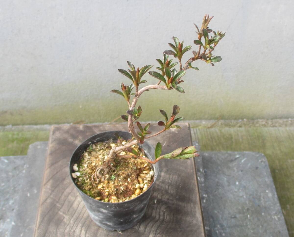 小品　さつき盆栽　　　◆新花　　金環日食◆　　　鉢　　　２.５号_画像4