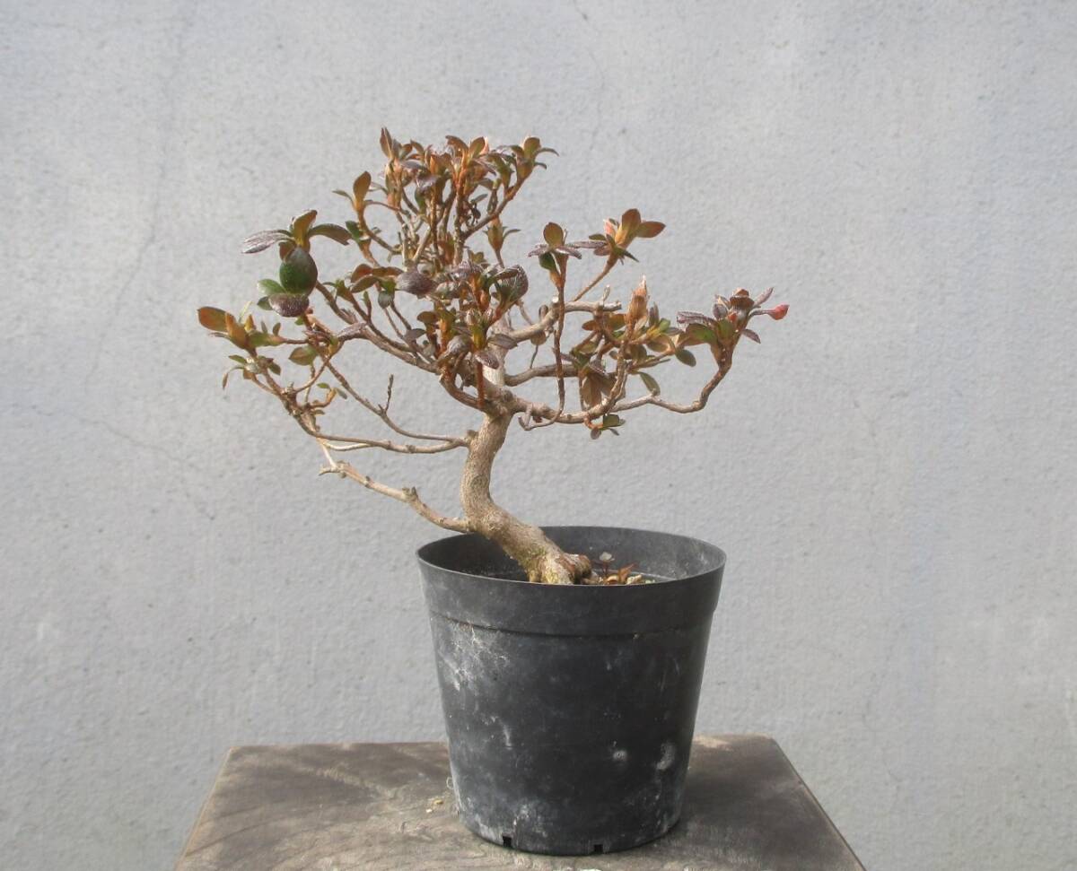 小品　さつき盆栽　　　◆鶴翁◆　　　鉢　　　２.５号_画像5