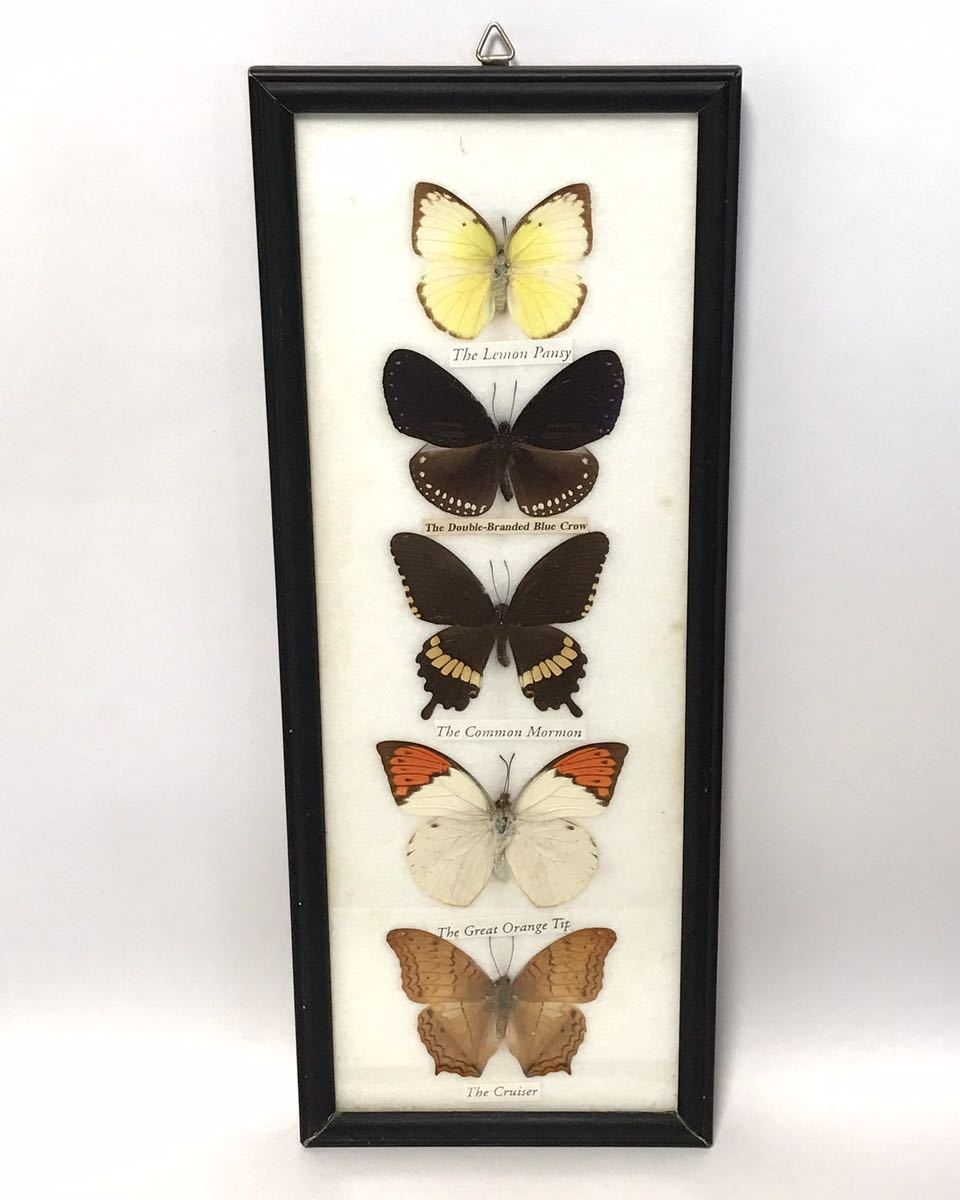 蝶 標本 額装 / 蝶々 昆虫標本の画像1