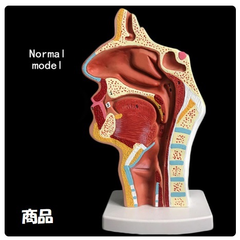 ▲ 医学 病理 模型 完成品 人体 鼻孔 および 喉 鼻下半身空洞 模型 ▲ 正常 生理学的 解剖学 モデル 24x12x12cm 病院 大学 E626_画像4