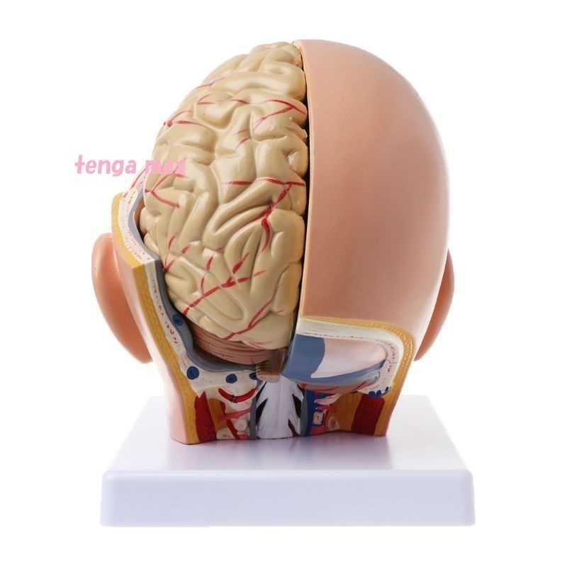 完成品 頭蓋 模型 病院 クリニック 大学 模型 人体解剖 ヘッド 頭蓋骨 脳 脳動脈 解剖 モデル 学校 病院 教材 医学 PVC 完成品 模型 D324_画像8