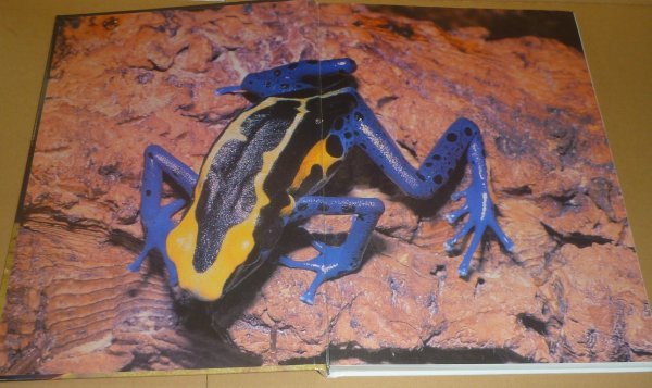 両爬：カエル1994『ヤドクガエル科の毒ガエルたち：熱帯雨林の宝石（英文）』 Jerry G.Walls 著_画像5