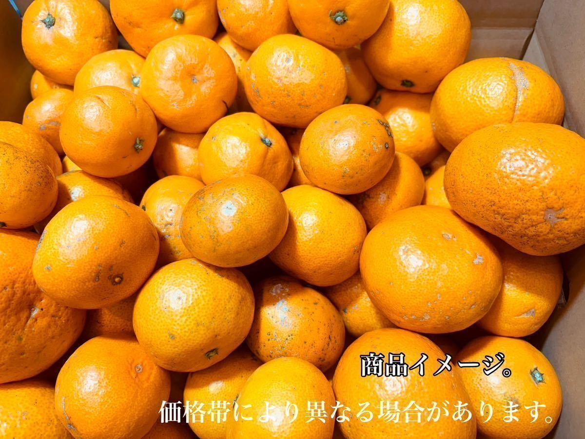 残り少し！箱込み10kg 和歌山県産　有田　みかん　家庭用　数量限定　早い者勝ち　セール　特価価格　お買い得品_画像7