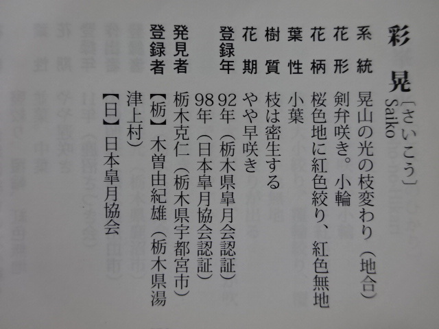 【趣味のさつき】花のきれいな人気品種 「彩 晃」 樹高 40㎝　幹回り 27㎝　皐月盆栽 　_画像10