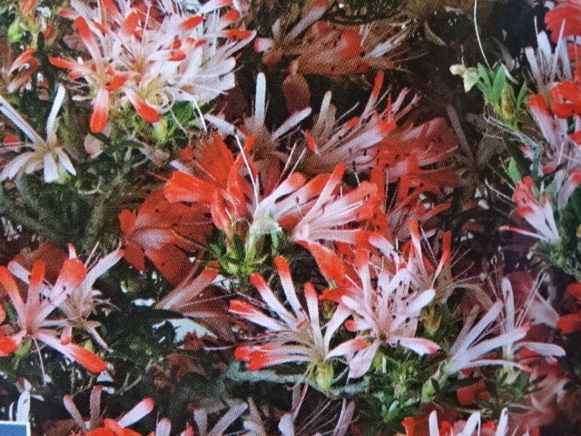 【趣味のさつき】花のきれいな希少品種 「桃源郷」 樹高 37㎝　幹回り 16㎝　皐月盆栽 　_サンプル画像