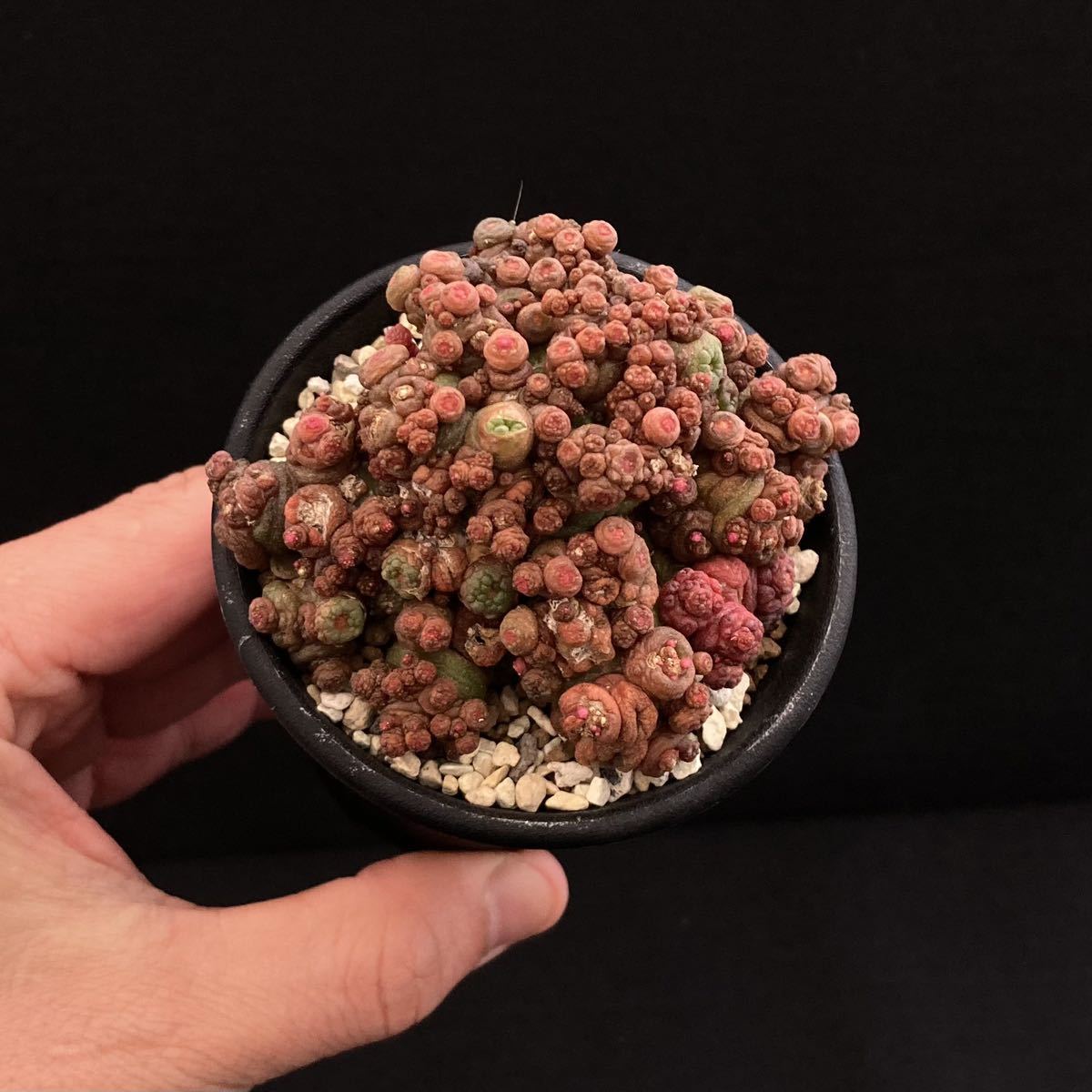 σ マミラリア ボカサナ フレッド (高砂モンスト) 2.5号 Mammillaria bocasana cv. Fred 多肉植物 サボテン コピアポア ユーフォルビア_画像3