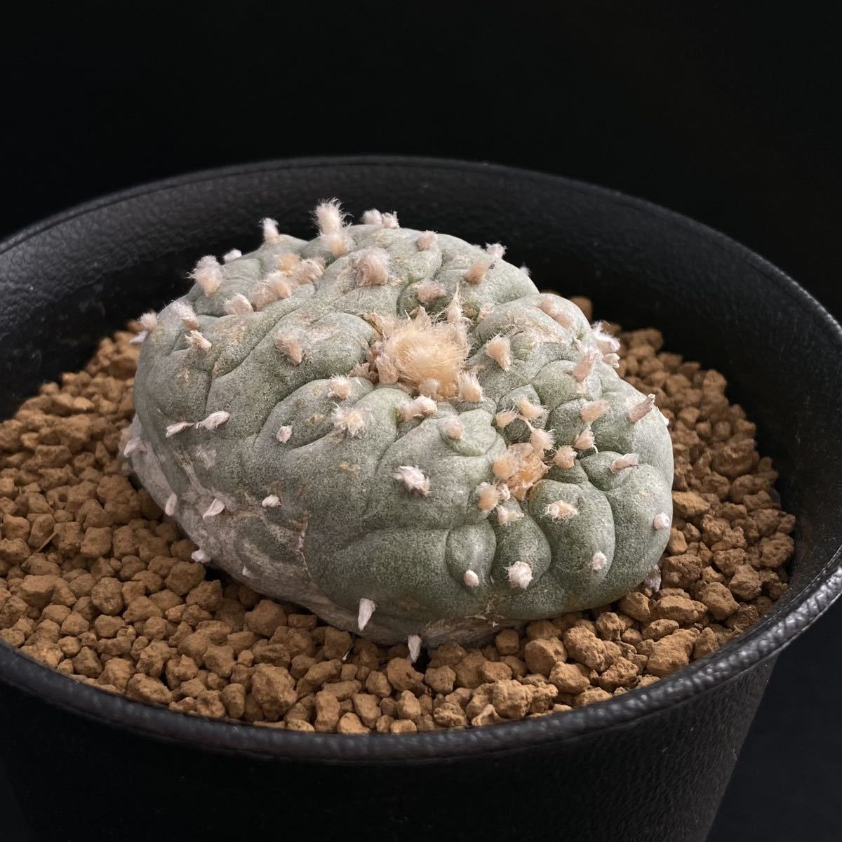 σ ロフォフォラ 銀冠モンスト (銀冠玉綴化) 3号 Lophophora fricii monst. 多肉植物 サボテン エリオシケ コピアポア_画像6