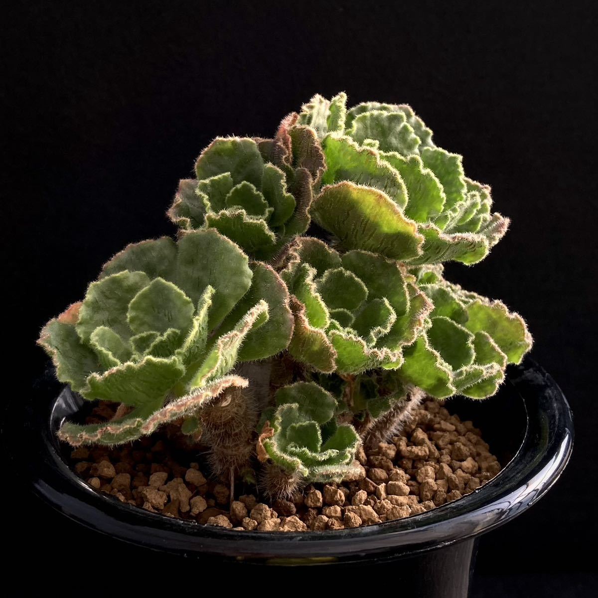 σ アエオニウム スミシー 3号 Aeonium smithii 1枚目参考画像 多肉植物 サボテン スミッチー クラッスラ エケベリア ユーフォルビア_参考画像