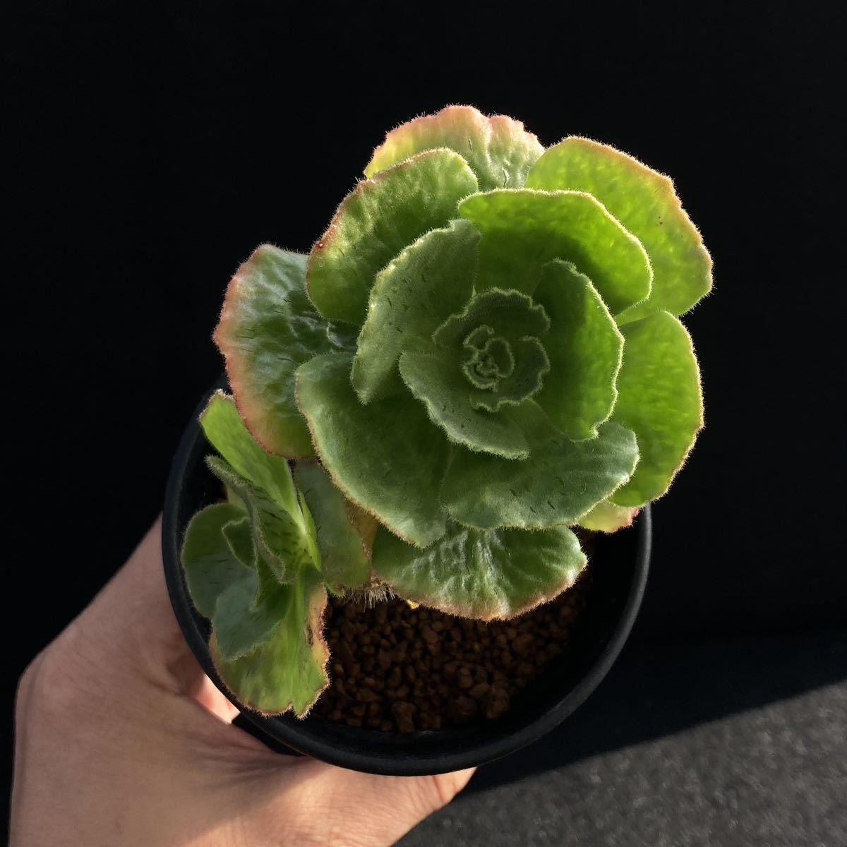 σ アエオニウム スミシー 3号 Aeonium smithii 1枚目参考画像 多肉植物 サボテン スミッチー クラッスラ エケベリア ユーフォルビア_画像7