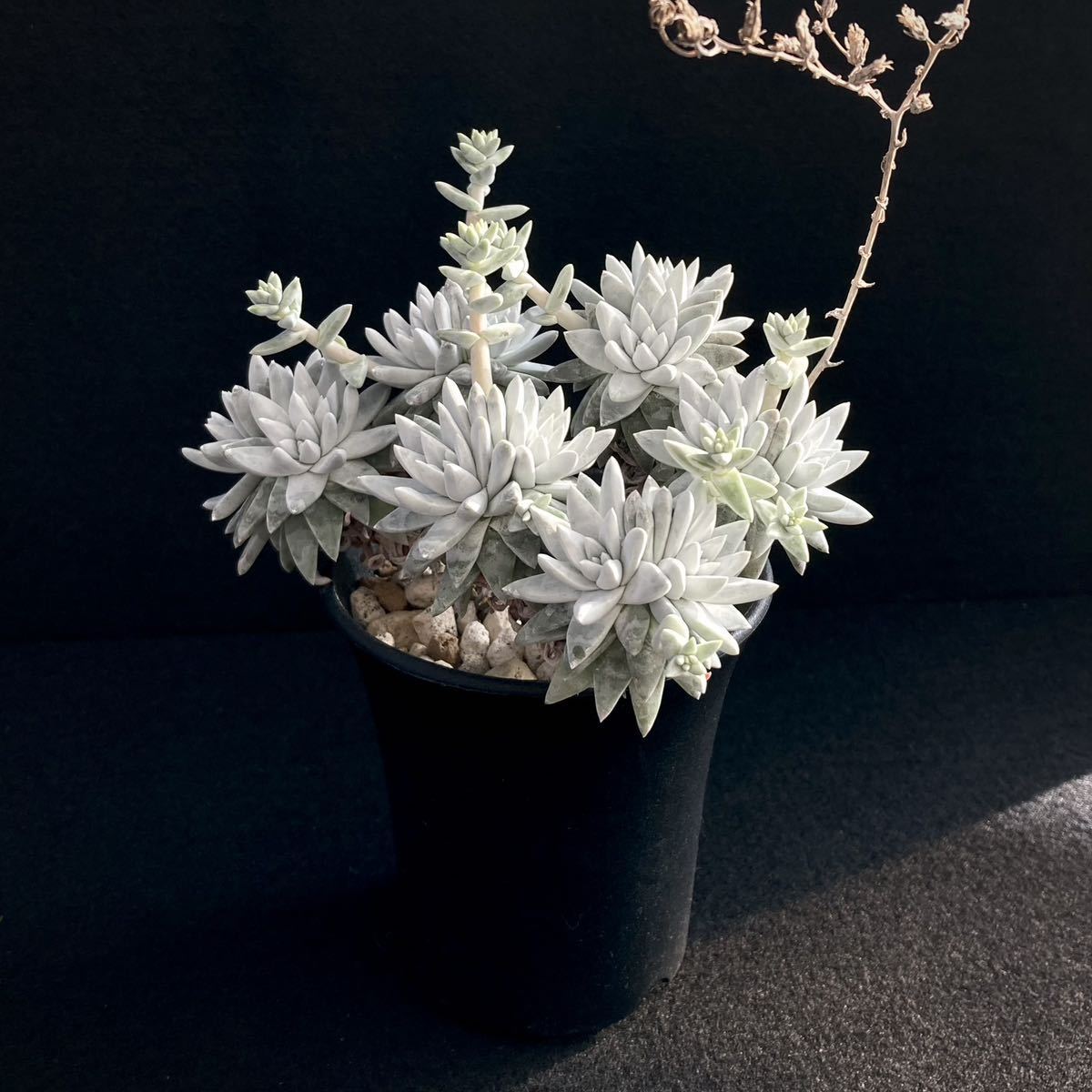 σ ダドレア グリーニー 3号群生 Dudleya greenei 多肉植物 サボテン ダドレヤ エケベリア ノマ グノマ クラッスラ ユーフォルビア_画像8