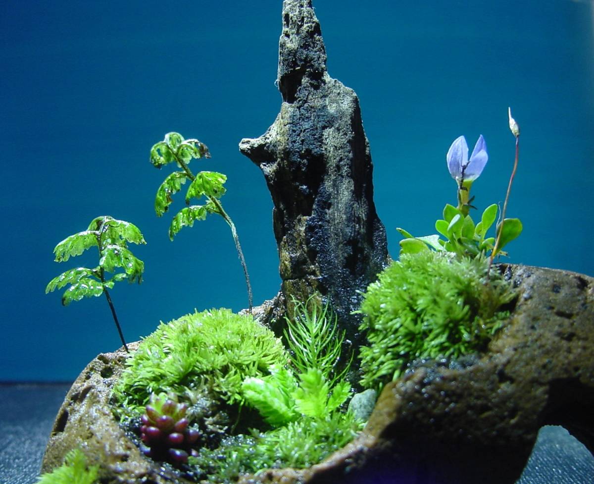 ミニ苔盆景 軽石器　ホソバオキナゴケ　ヒナ草　ボックス付　小宇宙の世界です.._ボックスの中で管理してください