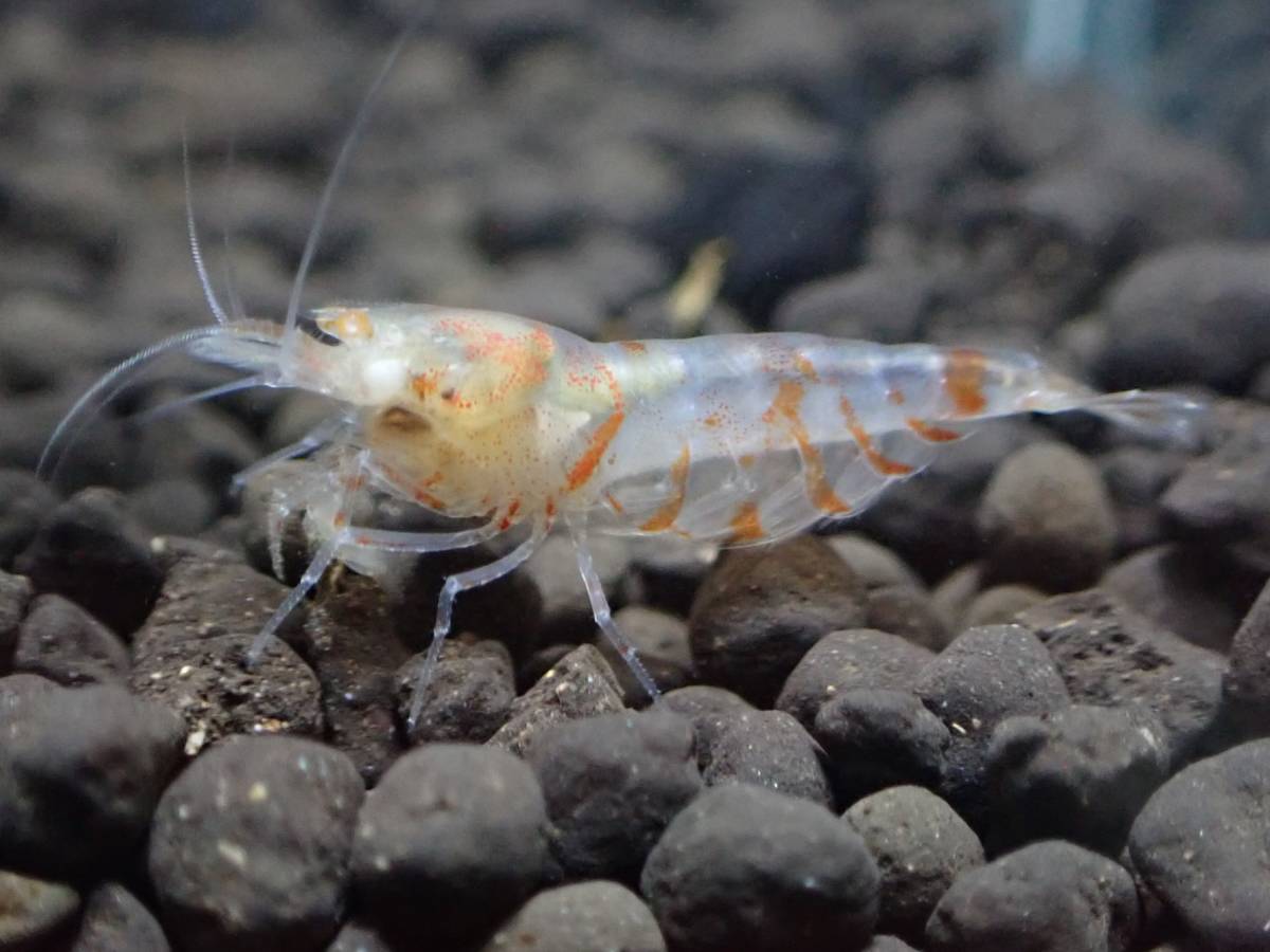 ＜金目抱卵♀入り５匹①＞★fan-shrimp血統　金目白遺伝子シュリンプ　抱卵♀含む合計５匹★（1.６㎝前後/画像の個体）【Bee Family】_画像8