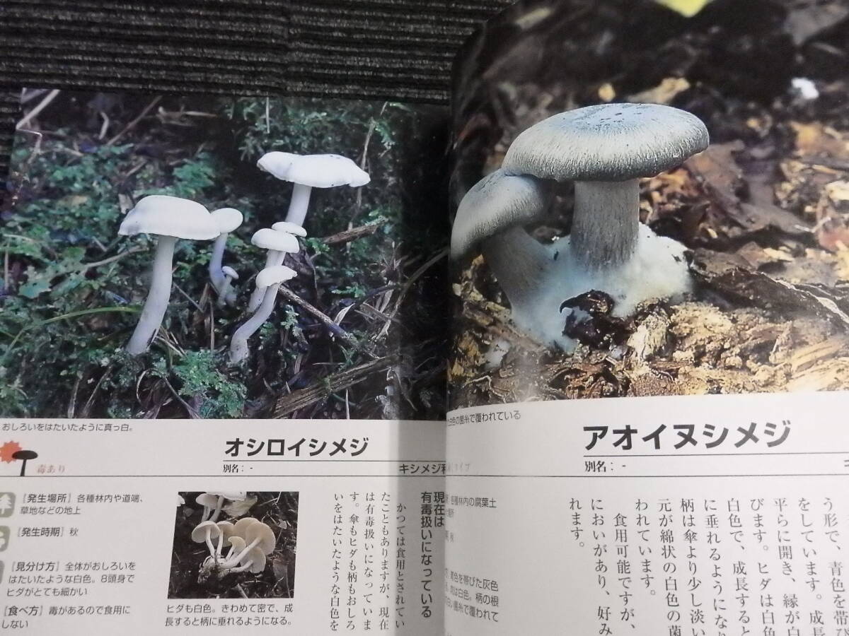  good understand .. . large illustrated reference book place umbrella pattern .. Komiyama .. work * postage nationwide equal :520 jpy * mushrooms /wa lighter ke/simeji/enoki/ki jellyfish 