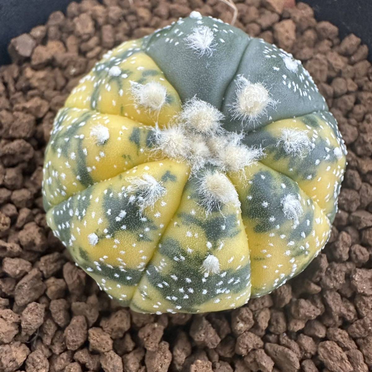 ★サボテン・多肉植物★902★アストロフィツム　瑠璃兜錦　実生　Astrophytum　asterias　nuda　varieg.★seedling_画像1