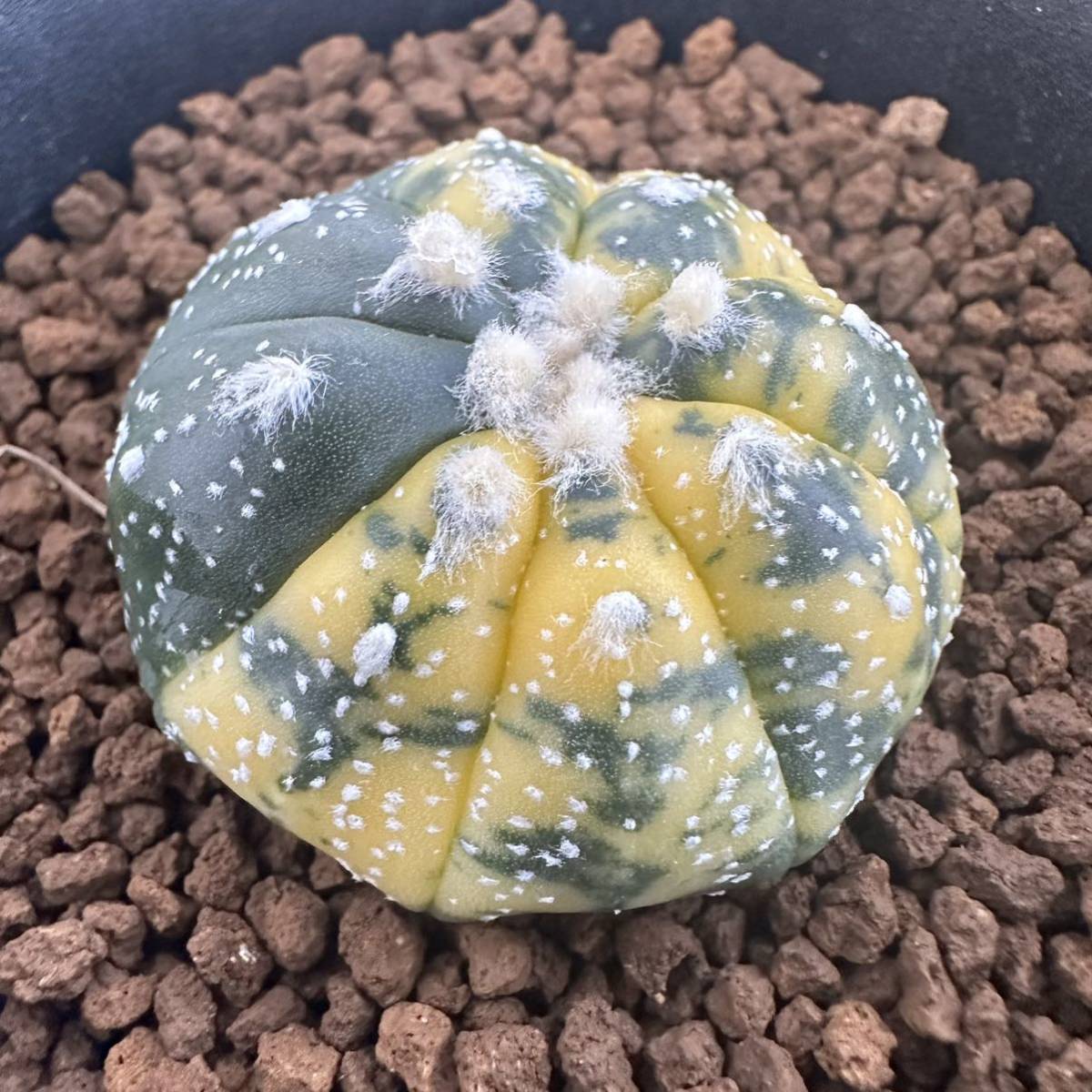 ★サボテン・多肉植物★902★アストロフィツム　瑠璃兜錦　実生　Astrophytum　asterias　nuda　varieg.★seedling_画像4