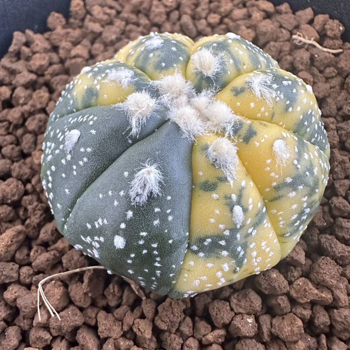 ★サボテン・多肉植物★902★アストロフィツム　瑠璃兜錦　実生　Astrophytum　asterias　nuda　varieg.★seedling_画像5