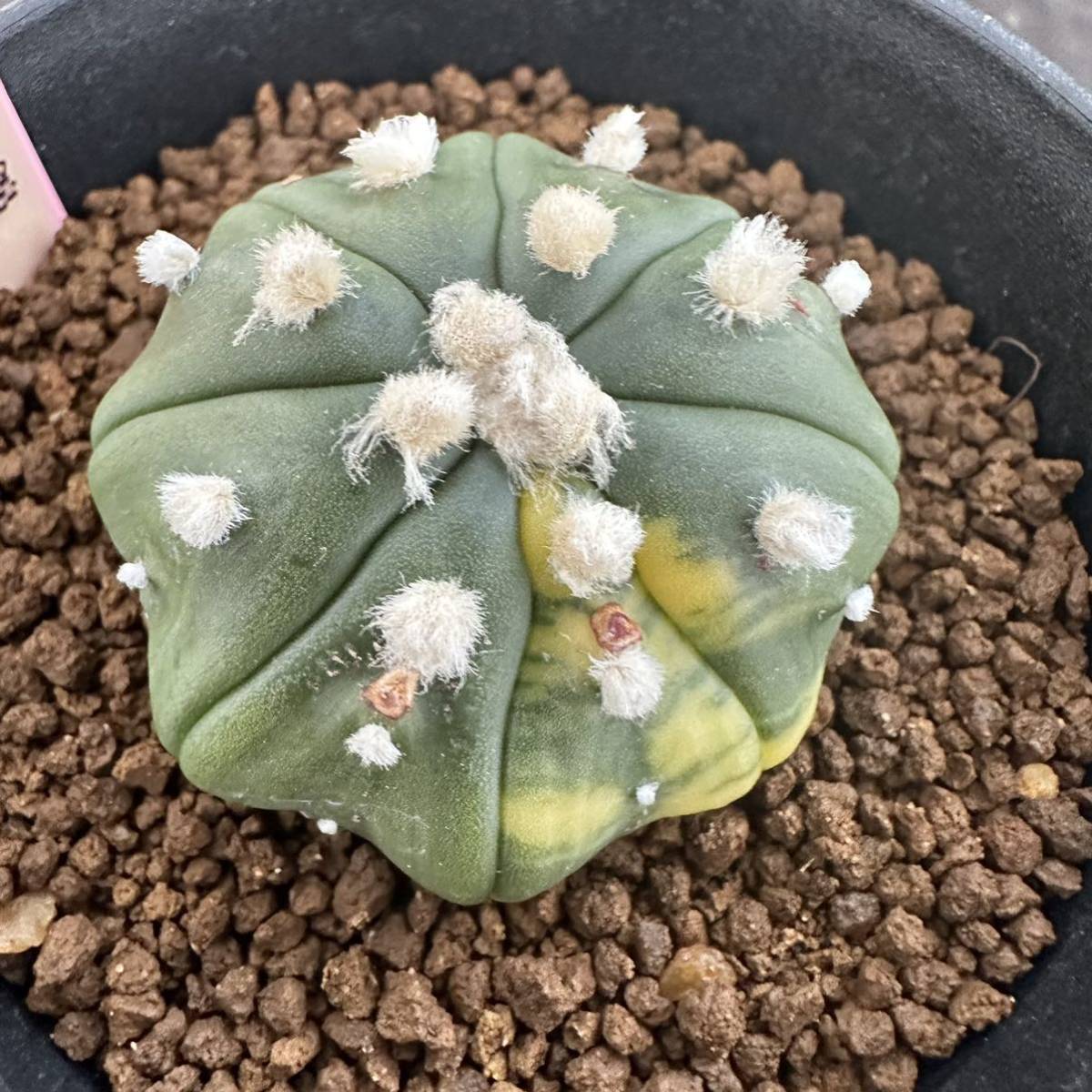 ★サボテン・多肉植物★901★アストロフィツム　瑠璃兜錦　実生　Astrophytum　asterias　nuda　varieg.★seedling_画像3